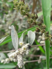 Alternanthera albida