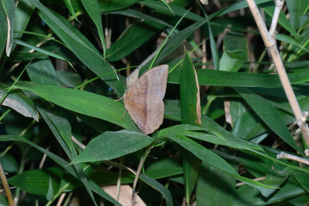 Common Duffer from 中国广东省东莞市 on November 11, 2023 at 01:52 PM by jinze ...
