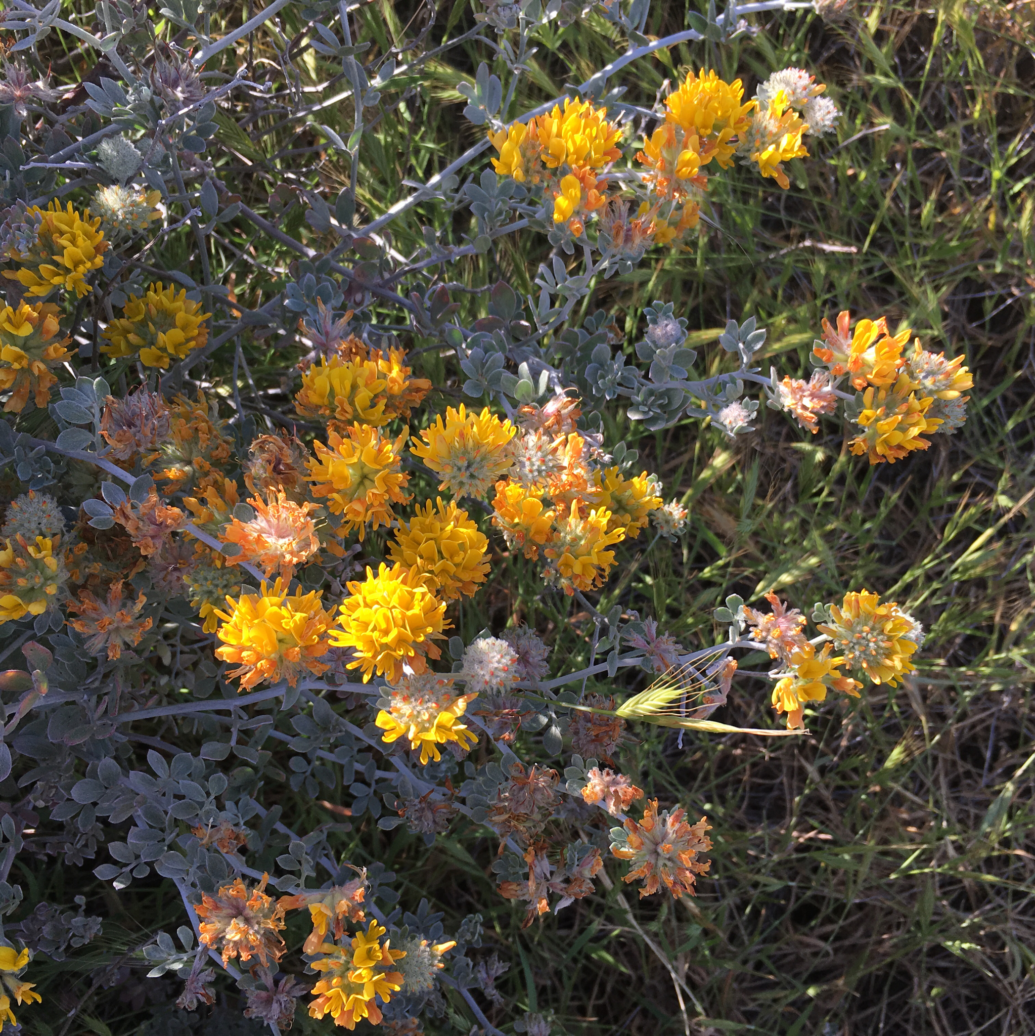 Acmispon argophyllus var. argenteus