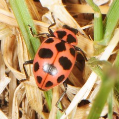 Coleomegilla maculata lengi