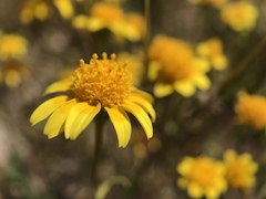Geraea canescens