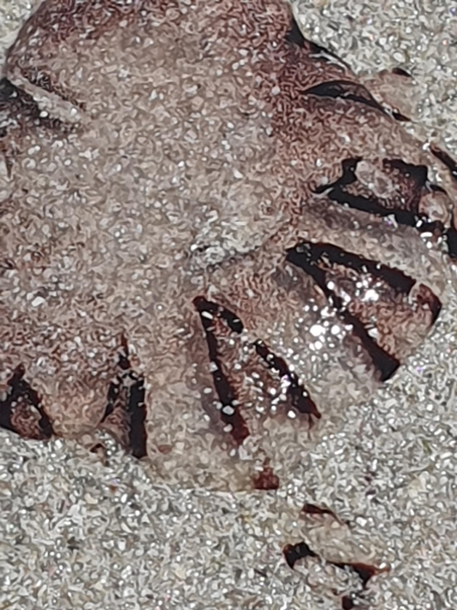 Chrysaora agulhensis Ras, Neethling, Engelbrecht, Morandini, Bayha, Skrypzeck & Gibbons, 2020