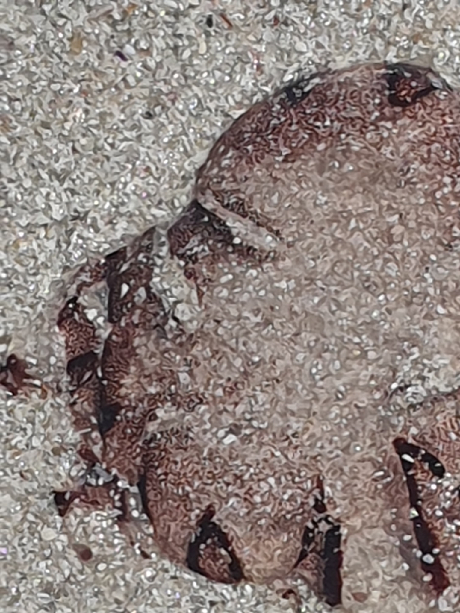 Chrysaora agulhensis Ras, Neethling, Engelbrecht, Morandini, Bayha, Skrypzeck & Gibbons, 2020