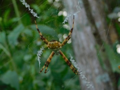 Argiope argentata image