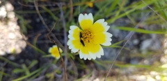 Layia gaillardioides