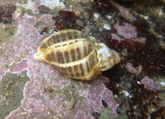 Nucella ostrina