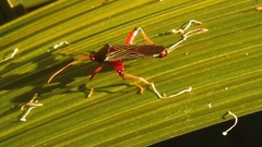 Nematopus