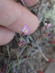 Sibara filifolia
