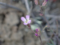 Sibara filifolia