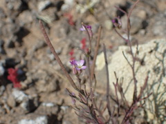 Sibara filifolia
