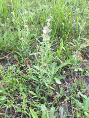 Gamochaeta antillana