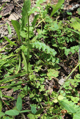 Pastinaca armena