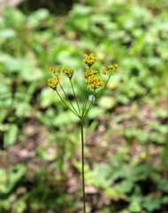 Pastinaca armena