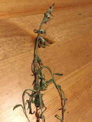 Gamochaeta antillana