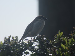 Passer domesticus