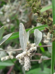 Alternanthera albida