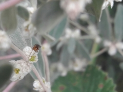 Alternanthera albida