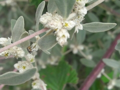 Alternanthera albida