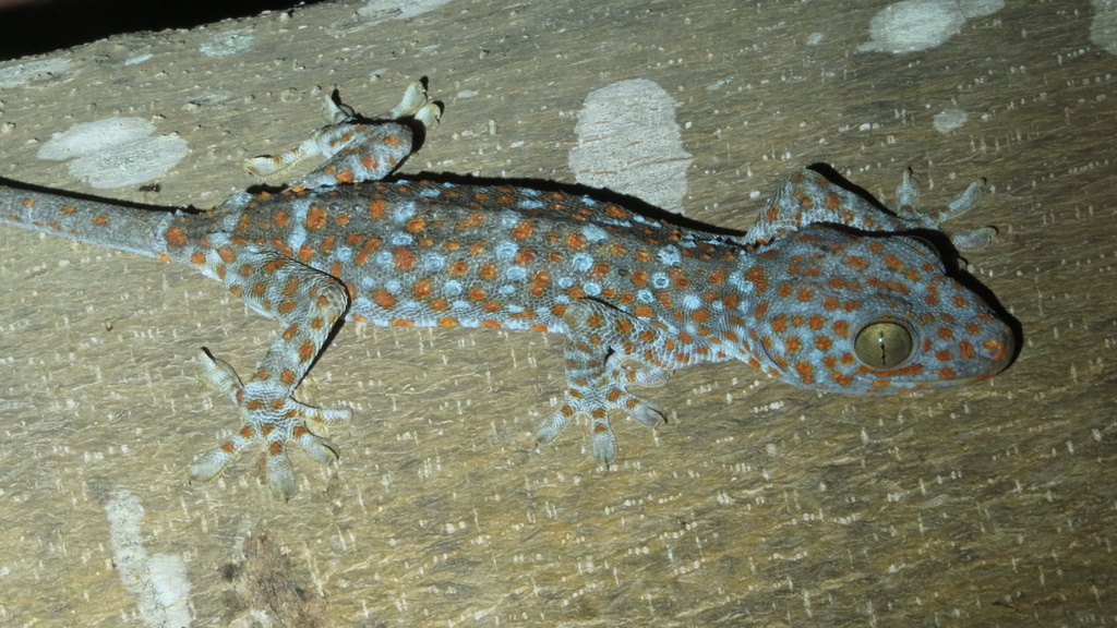 Tokay Gecko from Kaeng Krachan Dam Reservoir, Kaeng Krachan ...
