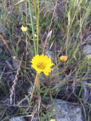 Hemizonia congesta lutescens