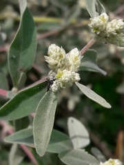 Alternanthera albida
