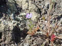 Gilia nevinii