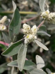 Alternanthera albida