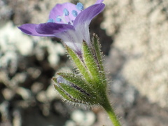 Gilia nevinii