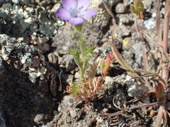 Gilia nevinii