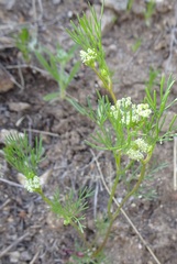 Spermolepis lateriflora
