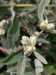 Alternanthera albida