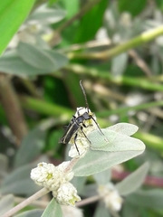 Alternanthera albida