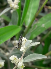 Alternanthera albida