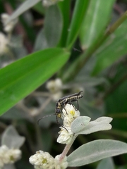 Alternanthera albida