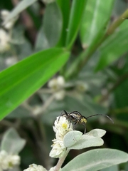 Alternanthera albida