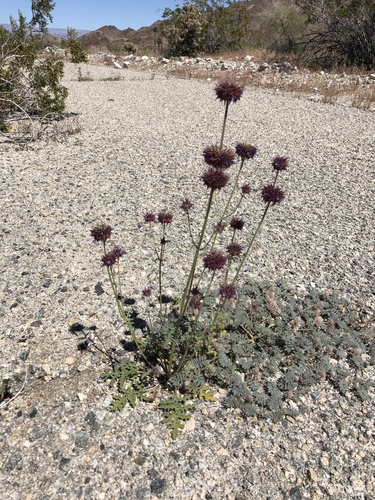 iNaturalist observation photo of Chia
