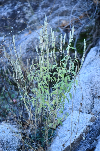 Agastache micrantha, 2023-11-21
