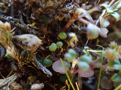 Mannia gracilis