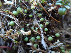 Mannia gracilis