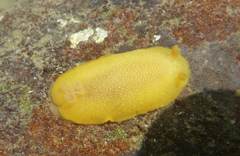Doriopsilla albopunctata