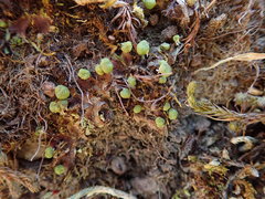 Mannia gracilis