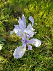 Iris longipetala