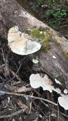 Trametes elegans