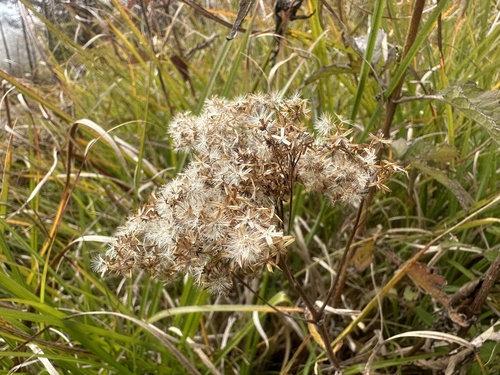 Eupatorium formosanum iNat (3)