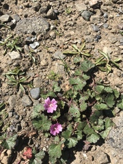 Sidalcea malviflora purpurea