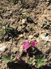 Sidalcea malviflora purpurea