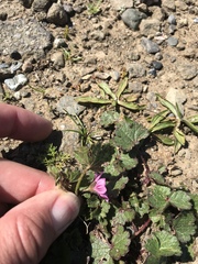 Sidalcea malviflora purpurea