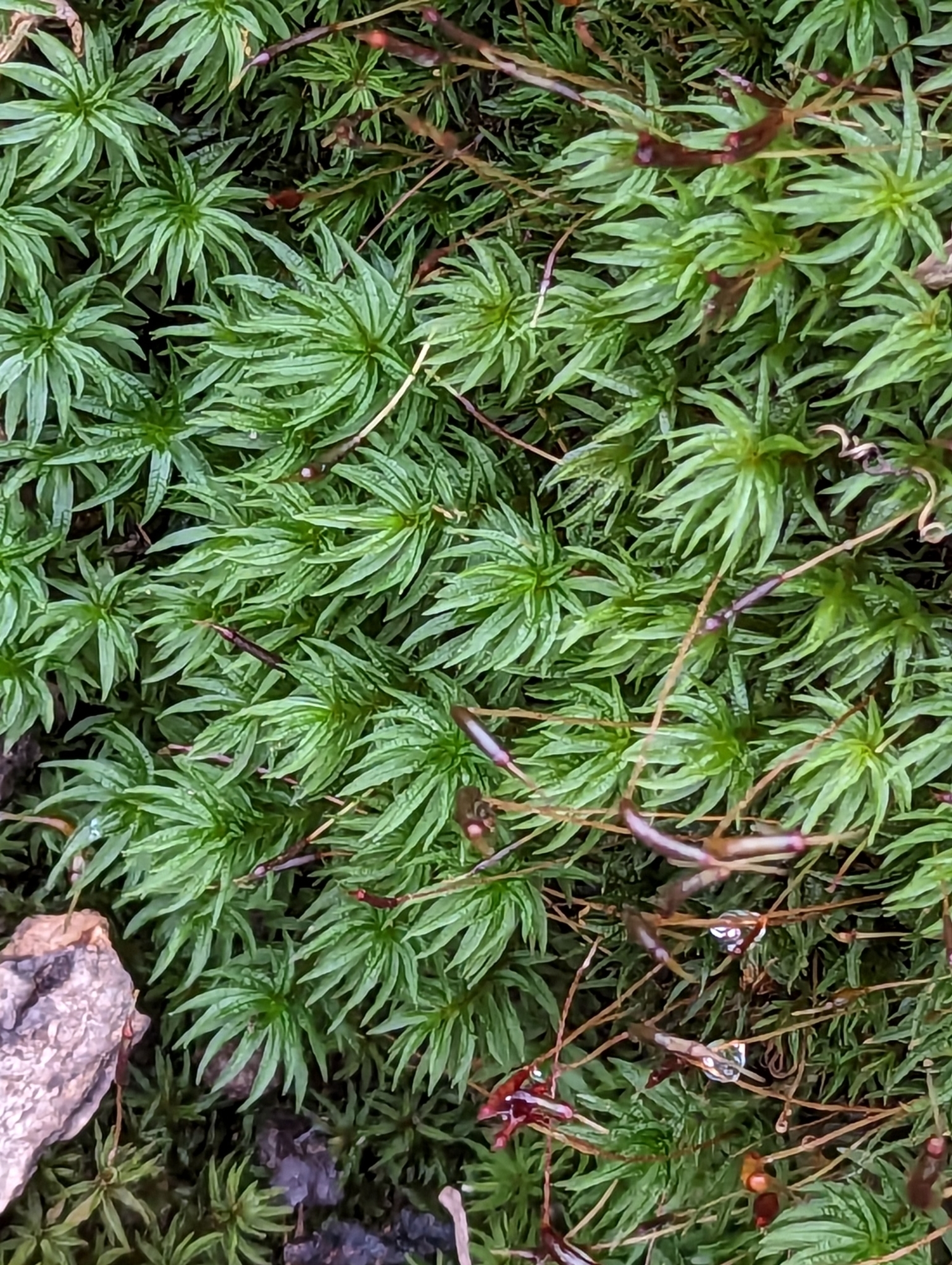 Atrichum crispulum