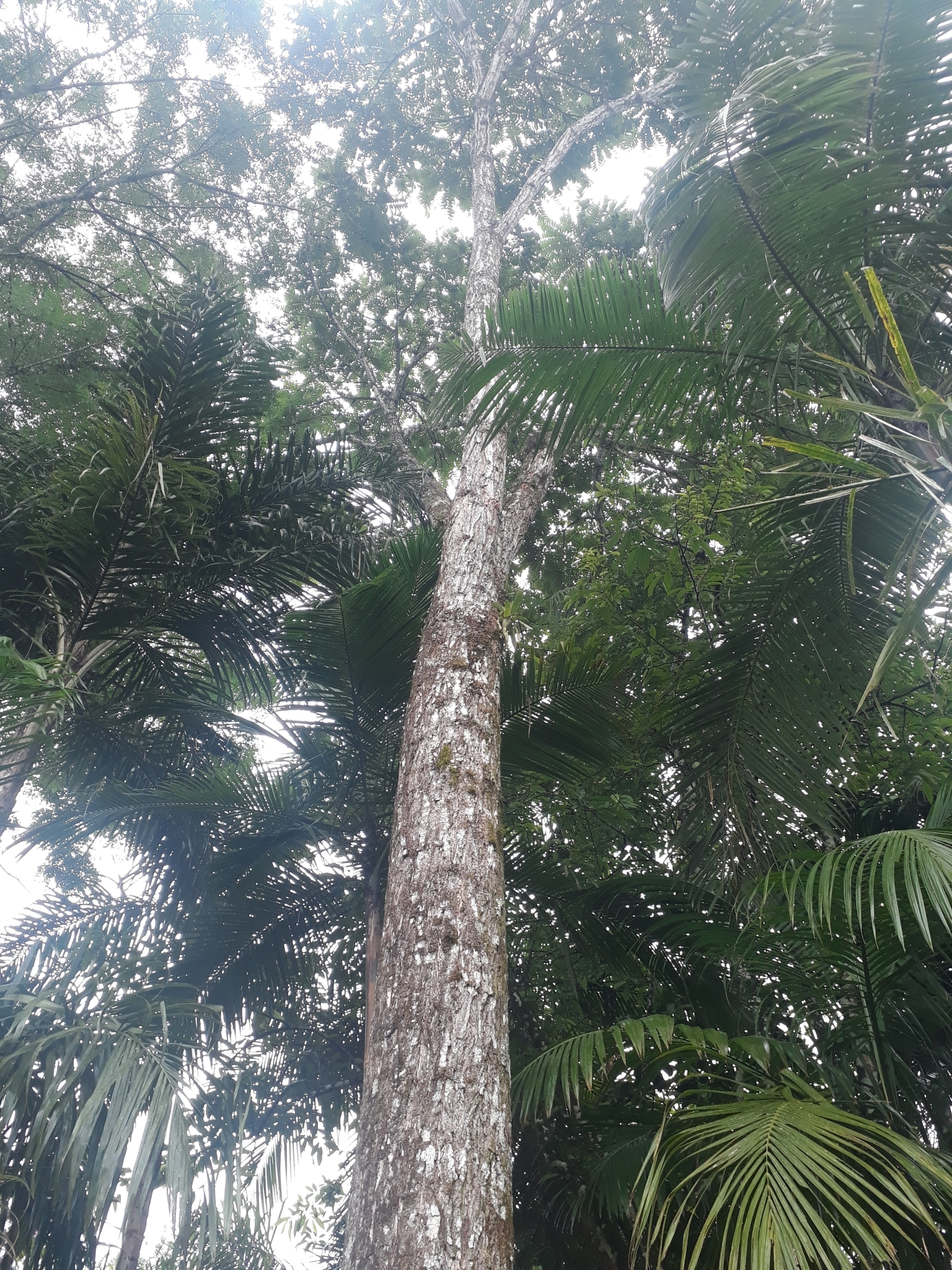 Cedrela fissilis