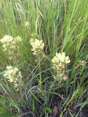 Castilleja affinis neglecta